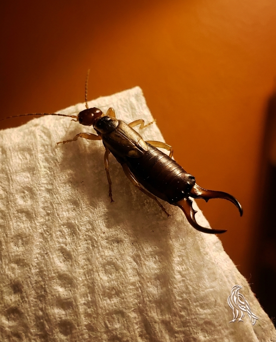 My 7-Year-Old Needed Help After an Unexpected Backyard Insect Bite
