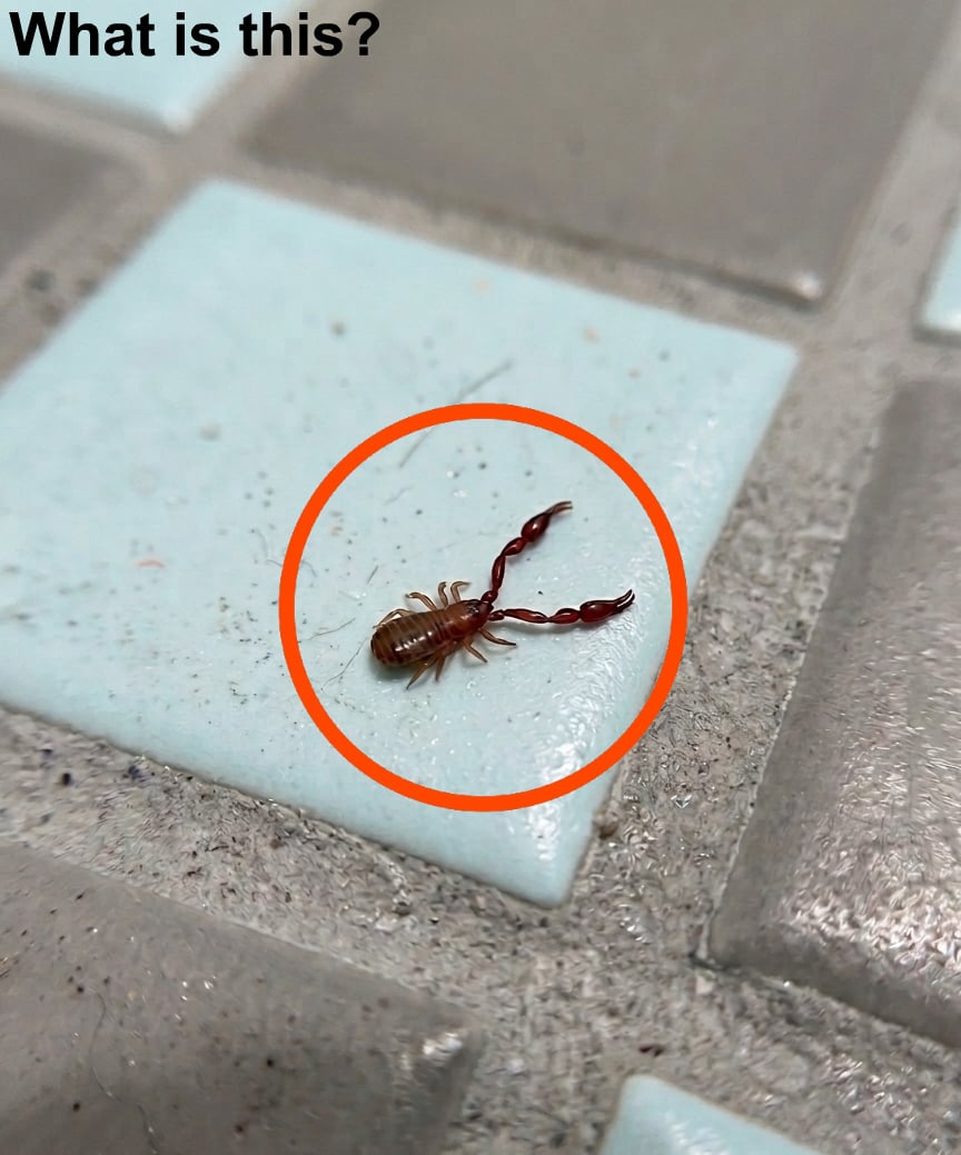 Small Scorpion-Like Creatures in the Bathroom: What They May Be and How to Handle Them Safely