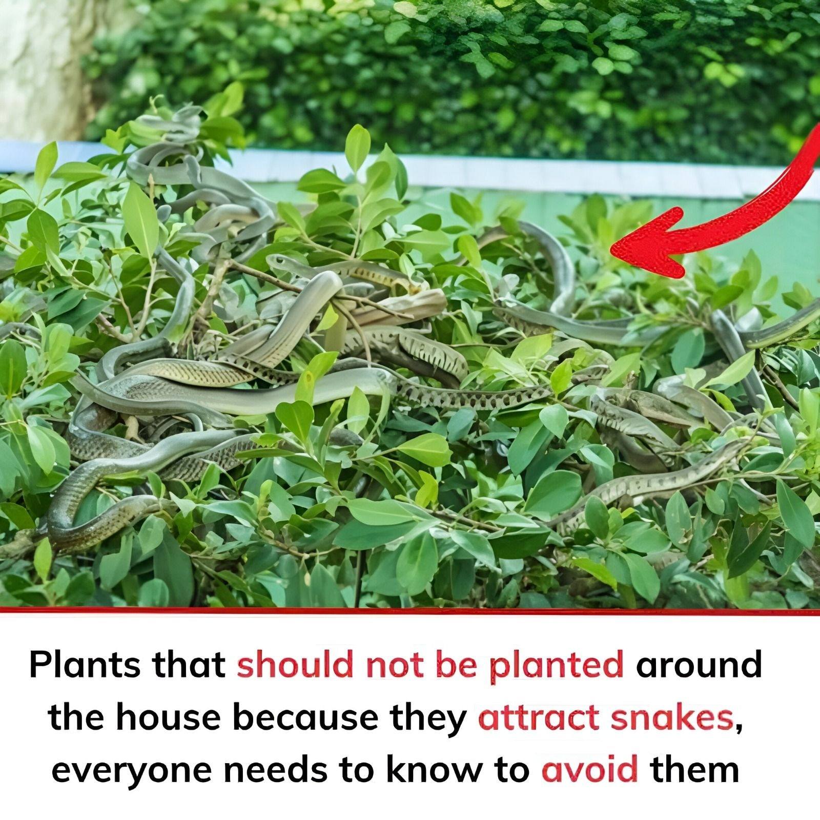 Plants and Yard Habits That May Attract Snakes Near Your Home