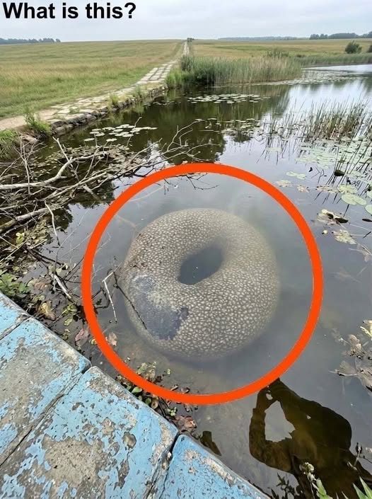 Residents Gather After Unusual Object Spotted in Local Waterway