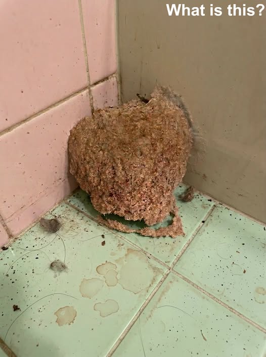 An Unexpected Discovery Awaited Us After Returning Home from Vacation