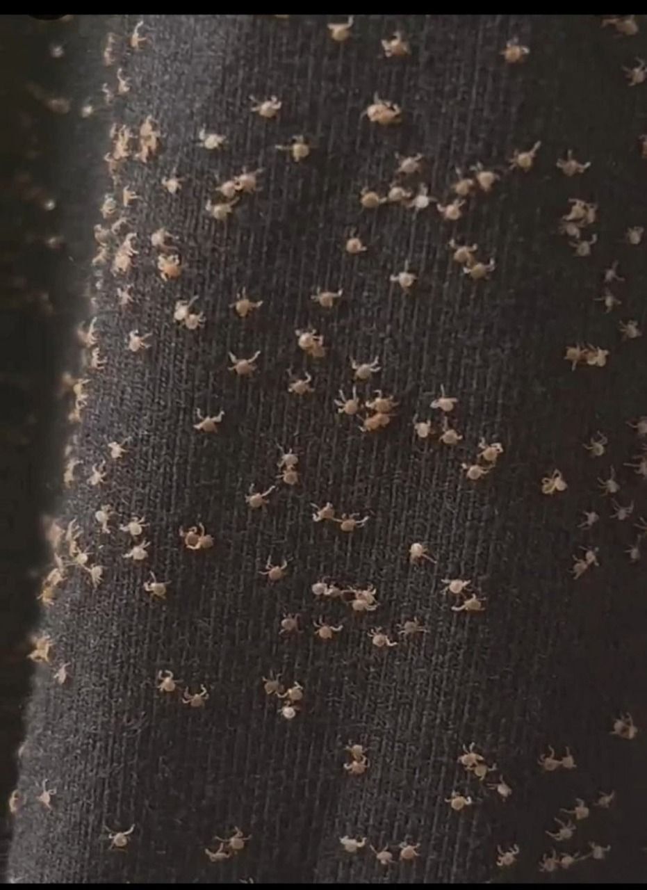 Why Tiny Seeds Stick to Your Clothes After a Walk in Nature
