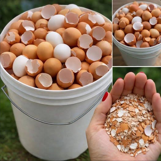 17 Practical Ways to Use Eggshells in Gardening, Cleaning, and DIY Projects