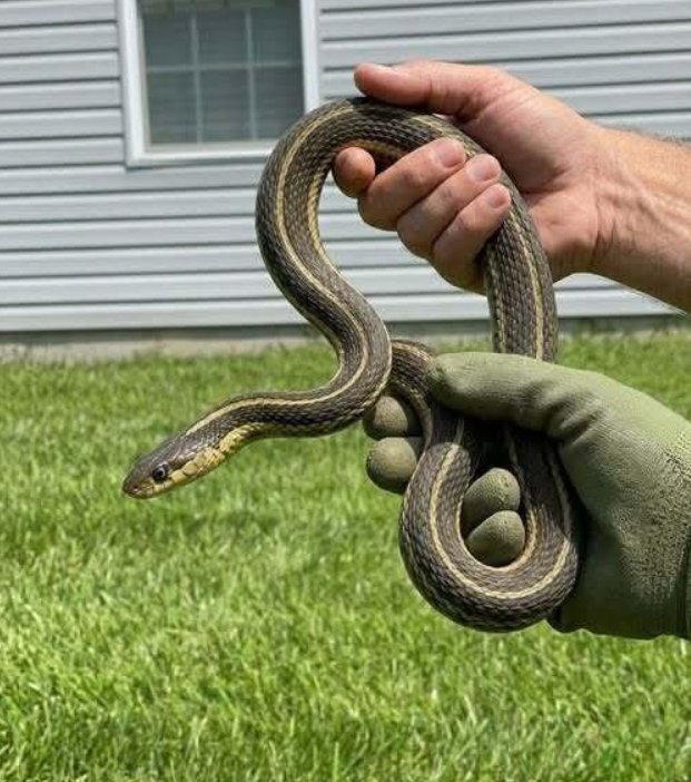 Why Snakes May Enter Homes and Practical Ways to Help Keep Them Away