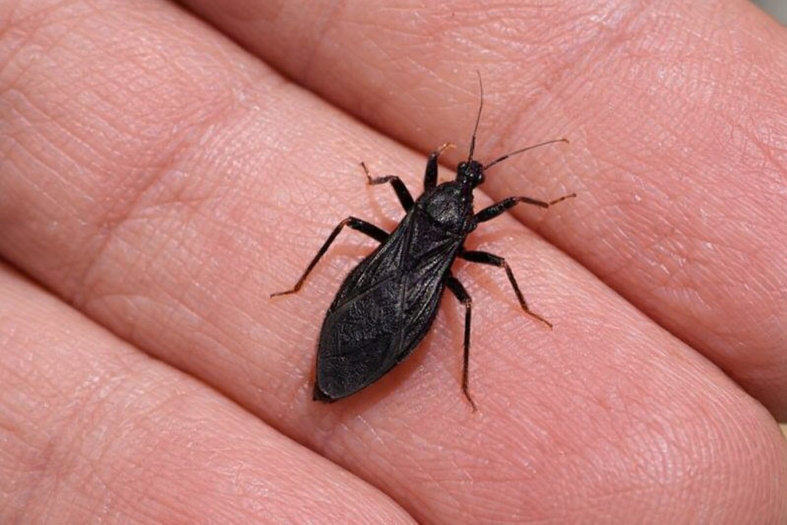 Assassin Bug Bites: Symptoms, Potential Risks, and Prevention Tips