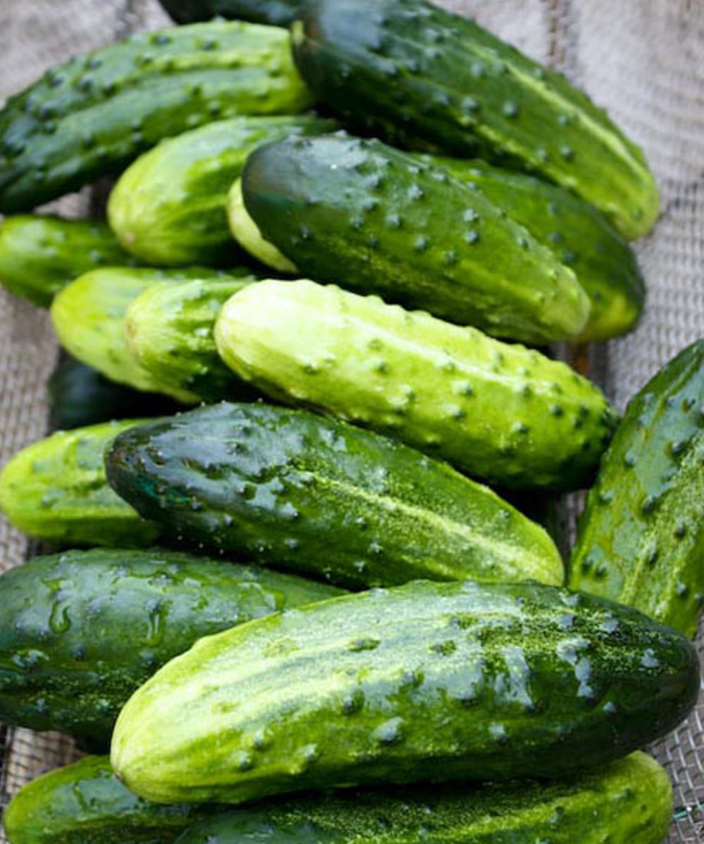 Why Many Health Experts Recommend Including Cucumbers in a Balanced Daily Diet