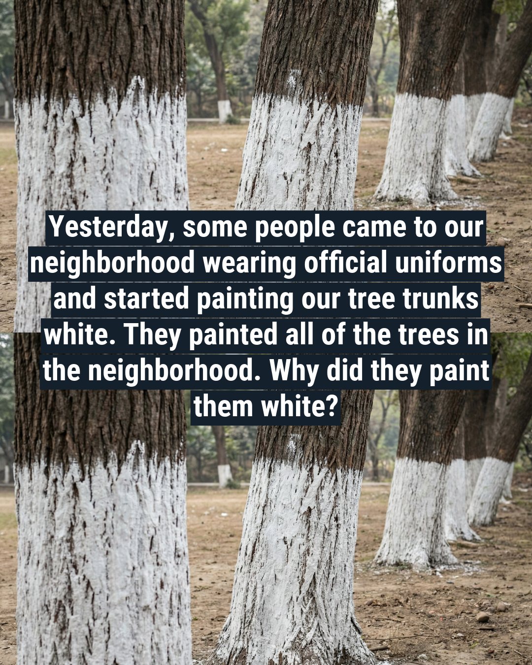 Why Tree Trunks Are Sometimes Painted White