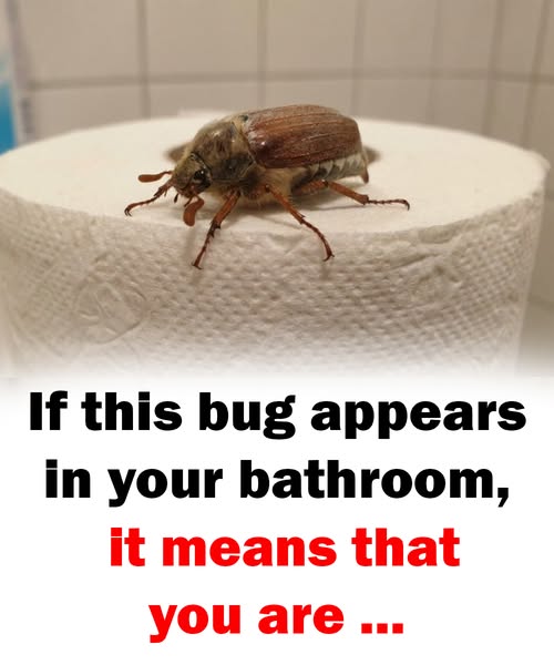 Why Certain Insects May Appear in Your Bathroom and What It Could Mean for Your Home
