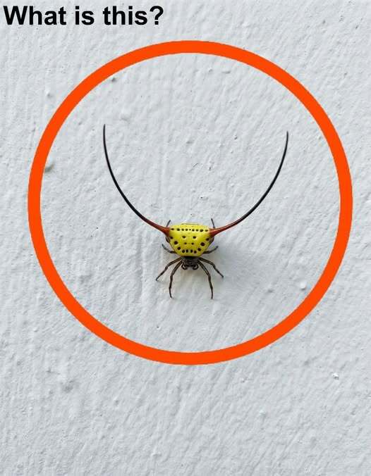Strange Mark on Garage Wall Turns Out to Have a Surprisingly Simple Explanation