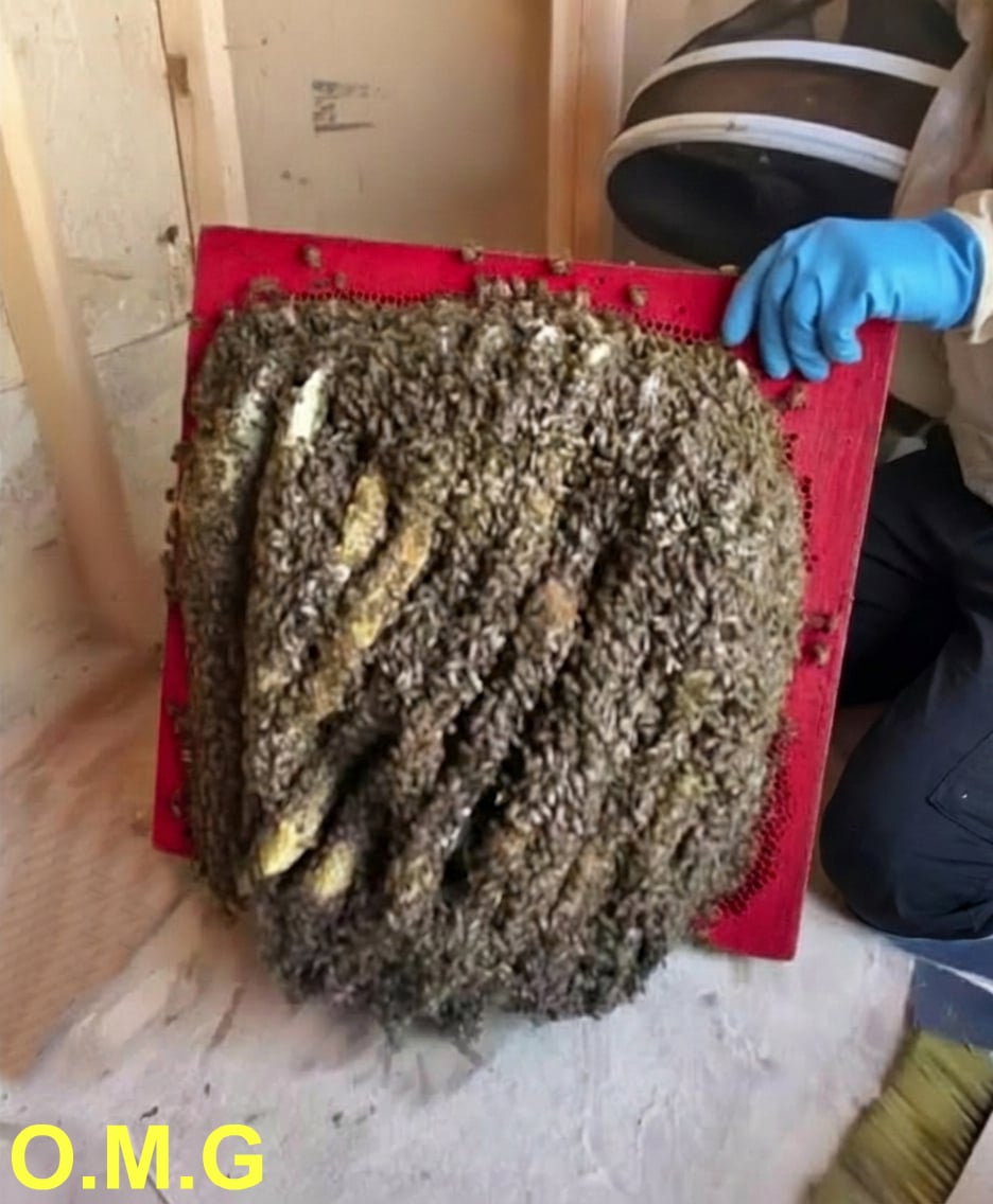 The Hidden Hive: How One Family Responded to an Unexpected Discovery in Their Home