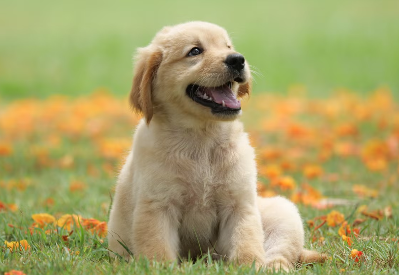 Dog’s Unusual Behavior in Parking Lot Leads to Emotional Discovery