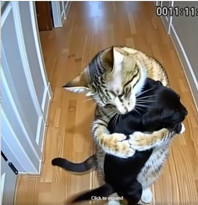 When a Cat’s Unexpected Story Captured Everyone’s Attention
