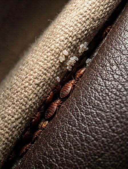An Unexpected Discovery Between the Sofa Cushions Caught Me by Surprise