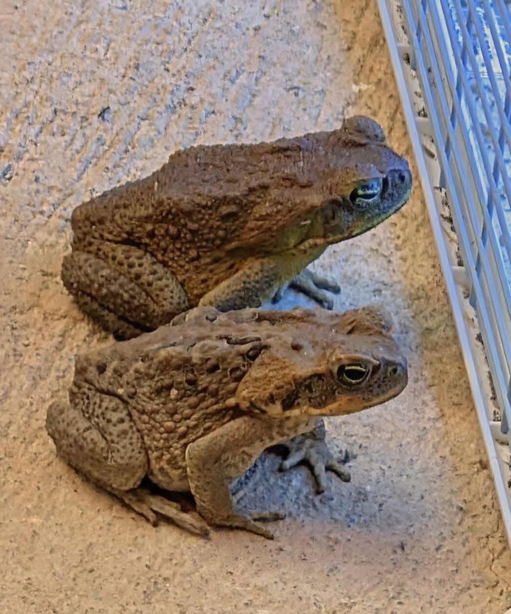 Why a Toad May Appear Near Your Home and What You Should Know