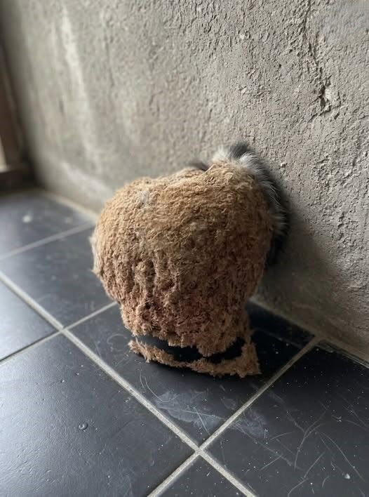 We Returned From Vacation and Found an Unexpected Discovery in Our Bathroom