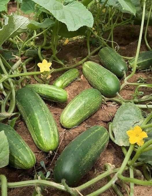 Health Experts Discuss the Nutritional Benefits of Adding Cucumber to Salads