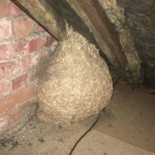 Homeowner Investigates Unusual Attic Discovery and Learns an Unexpected Explanation