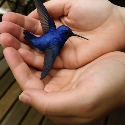 Understanding the Meaning and Symbolism of a Hummingbird Visiting Your Home