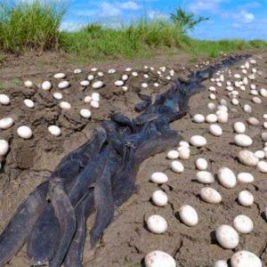 Farmer Discovers Hundreds of Unusual Eggs on His Property