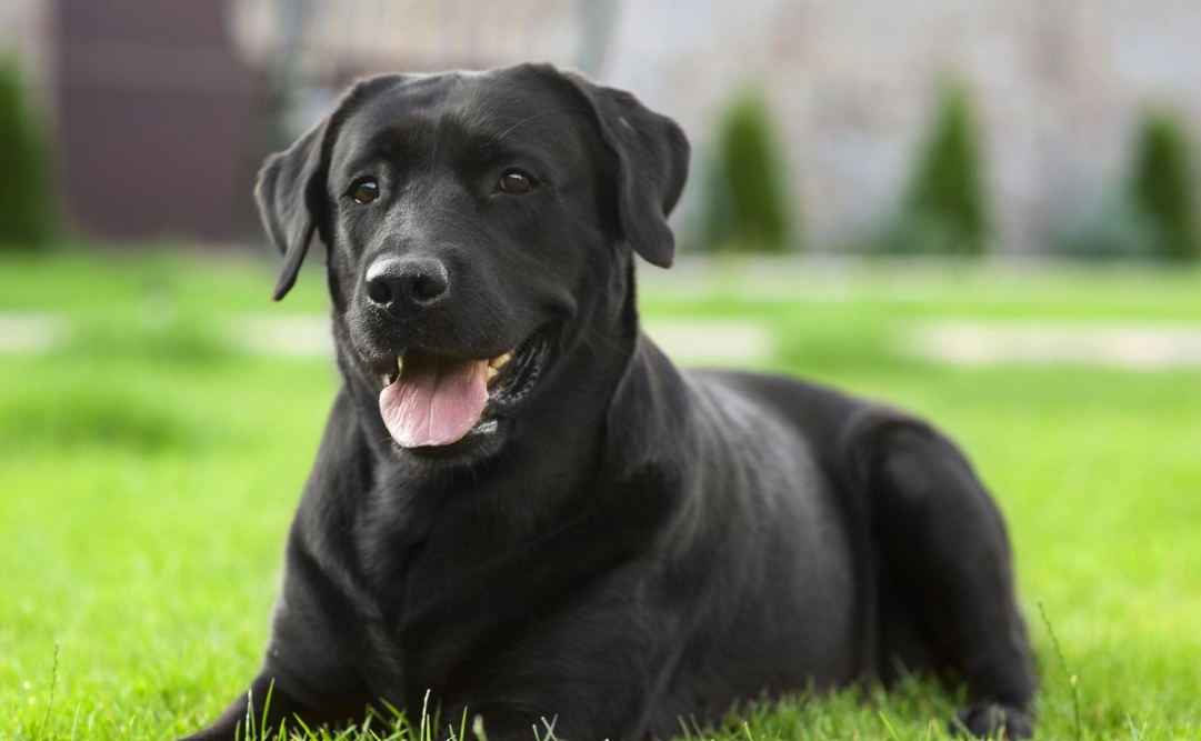 Understanding Why Dogs Sniff and What It Reveals About Their World