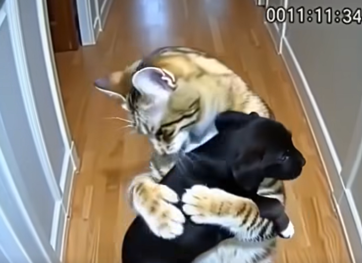 A Cat’s Remarkable Act of Care Brings Comfort to Abandoned Puppies