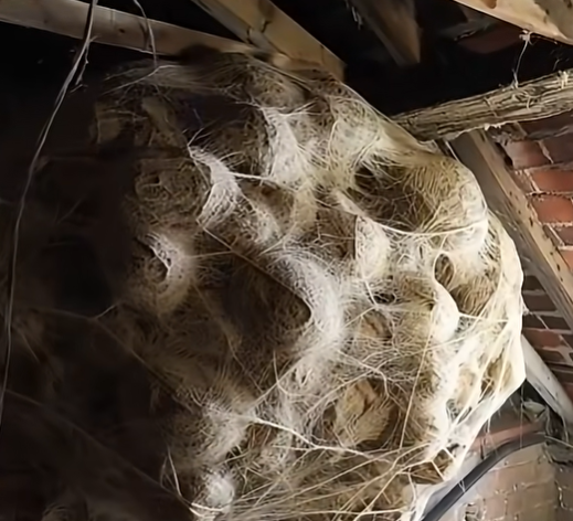 Homeowner Discovers Large Colony in Attic and Is Surprised by Its Size