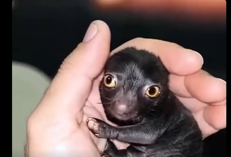 He Brought Home a Strange Forest Creature—A Year Later, He Couldn’t Believe What It Became