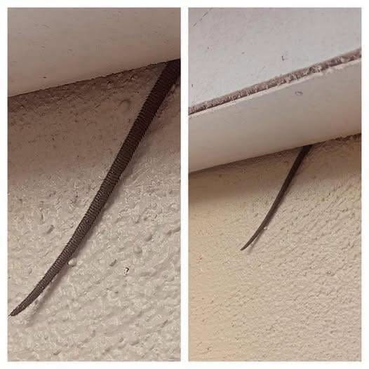 Unusual Ceiling Feature Draws Widespread Attention Online