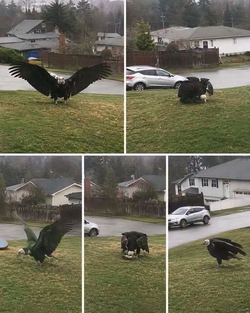 The Discovery of a Giant Eagle Sparks Scientific Interest and Conservation Discussions