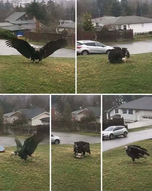 Giant Eagle captured in Bro!
