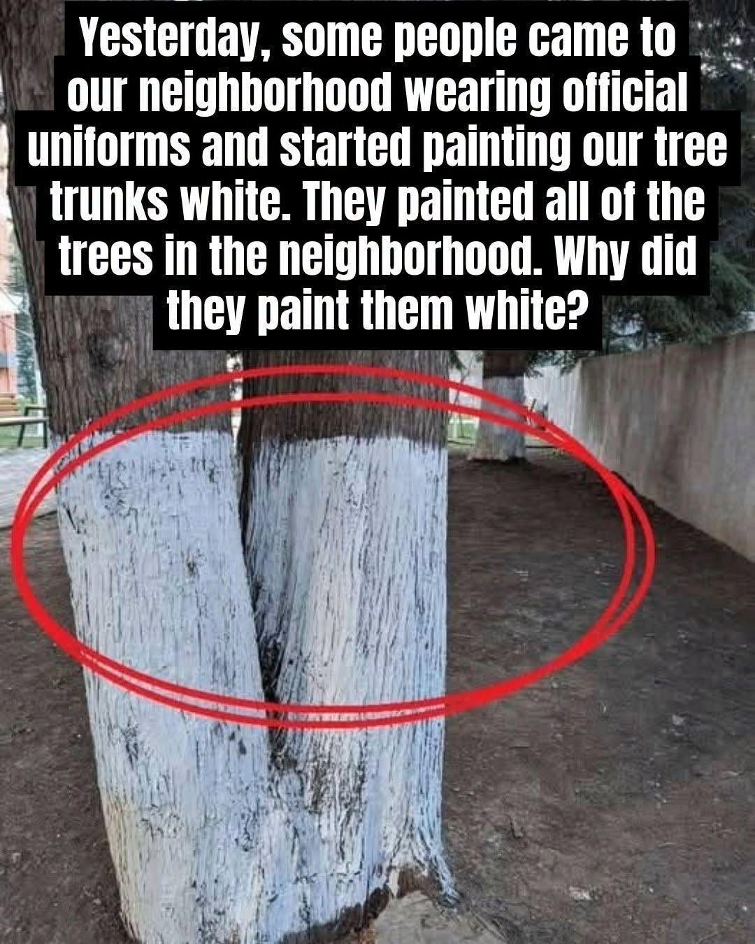 Why Are Some Trees Painted White?