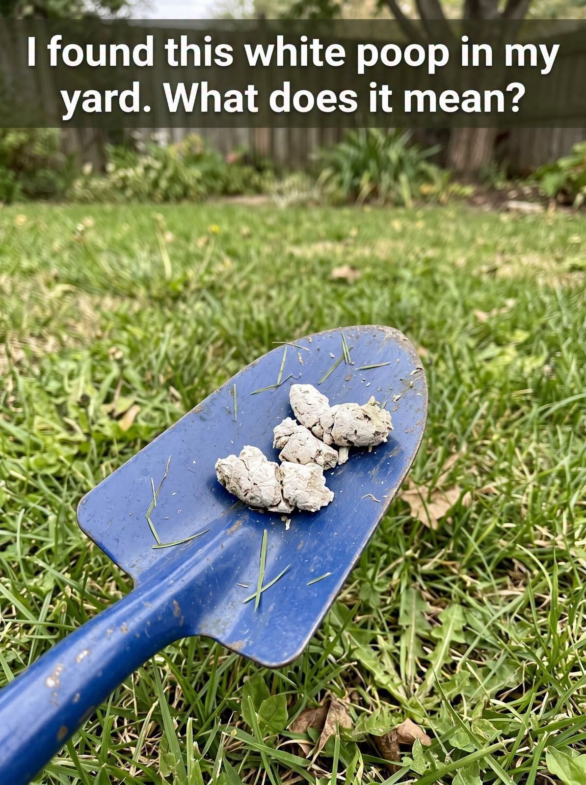 Why Does Your Dog Have White Poop? Here’s What You Should Know