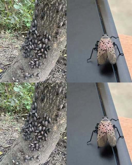 The Flashy Red Invader Destroying Your Backyard: Why You Must Declare War on This Pest Today