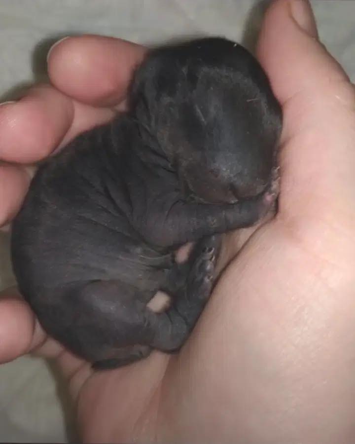 Man brought home a strange creature from the forest. A year later, he was sh0cked by what had grown out of it