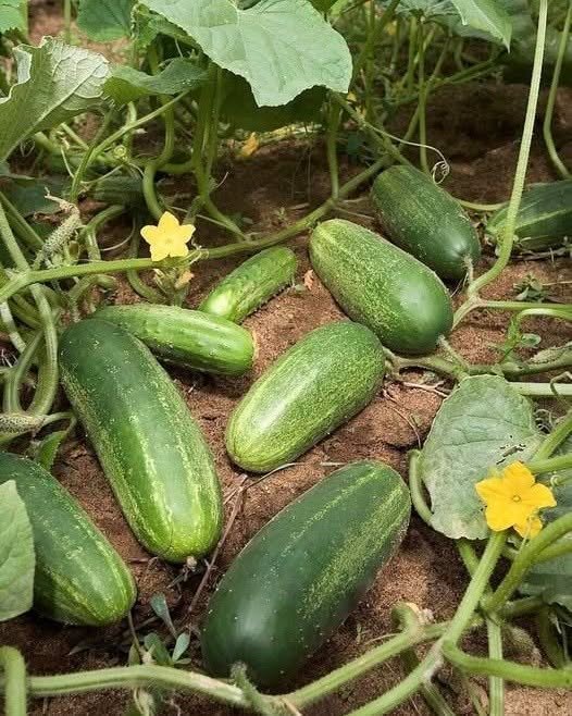 DOCTORS FINALLY REVEAL THE HIDDEN IMPACT OF EATING CUCUMBERS EVERY DAY