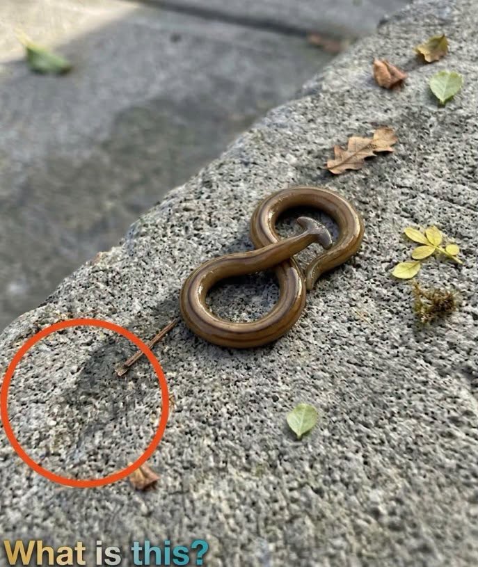 I Stepped Outside Early One Morning and Found Something I Couldn’t Explain at First