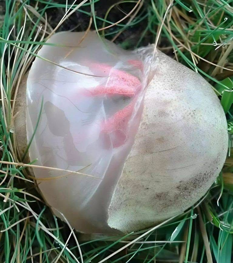 The Unexpected Garden Discovery That Taught Me Something Meaningful