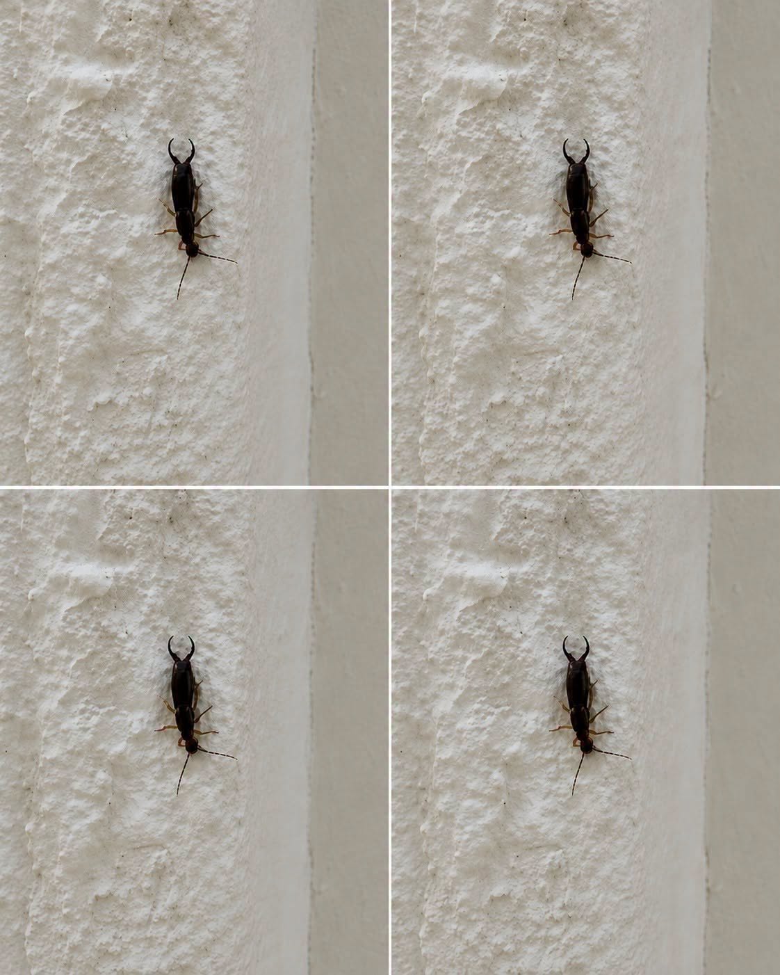 If You Find This Insect in Your Home, Here’s What It Could Mean