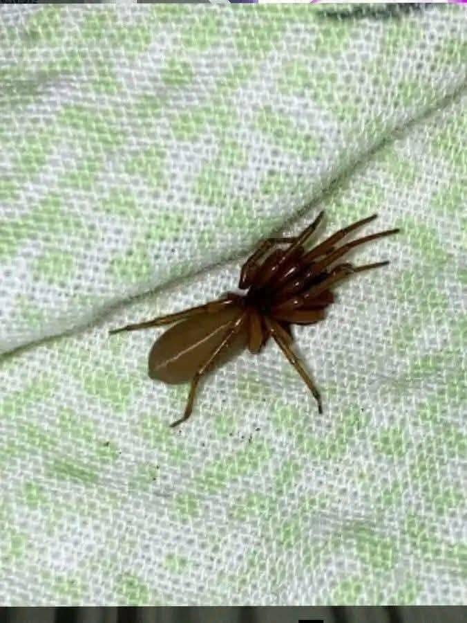 “The Red-Fanged Night Hunter: Meet the Spider That Hunts Without a Web”