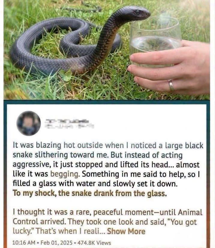 What Happened After a Wild Snake Approached Someone for Water