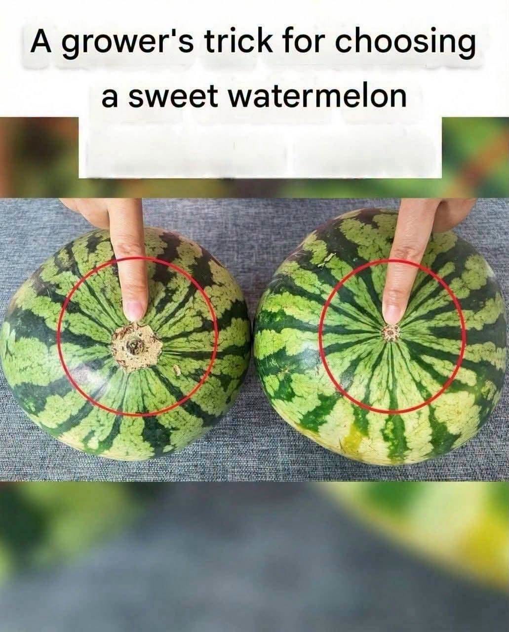 How to Choose a Sweet, Ripe Watermelon: Simple Signs to Look For