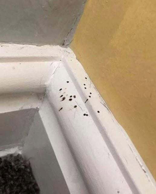 What Are These Strange Black Dots In Your Kitchen