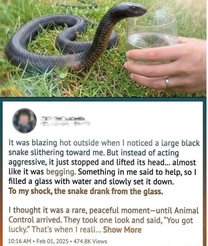 A Strange Encounter With a Black Snake by the Lake