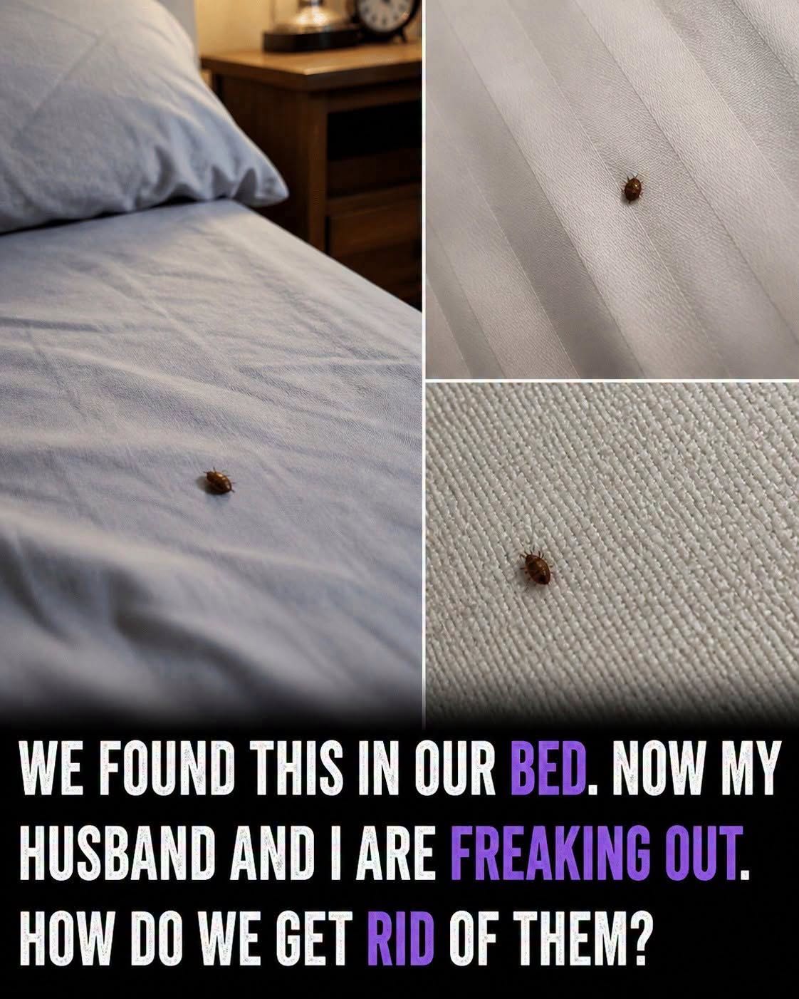 Simple Steps to Handle Ticks Indoors and Help Keep Your Home Protected