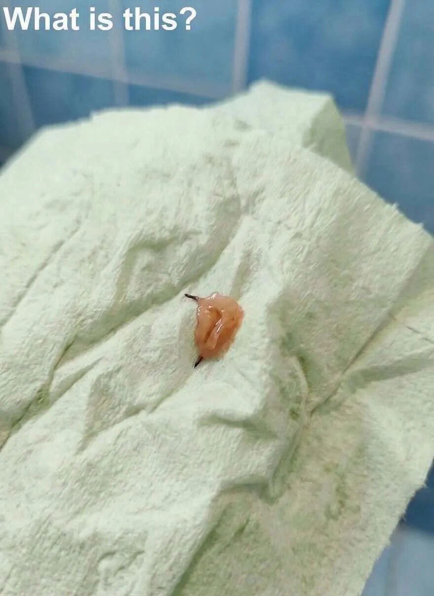 I Found Something Unusual by the Shower Drain — The Truth Was Surprisingly Simple