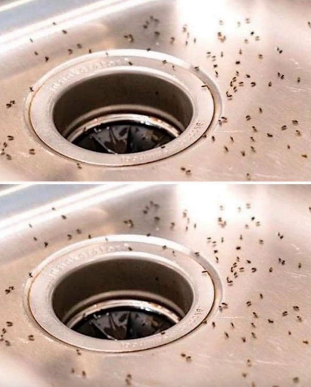 How to Get Rid of Gnats Naturally and Help Keep Them From Coming Back
