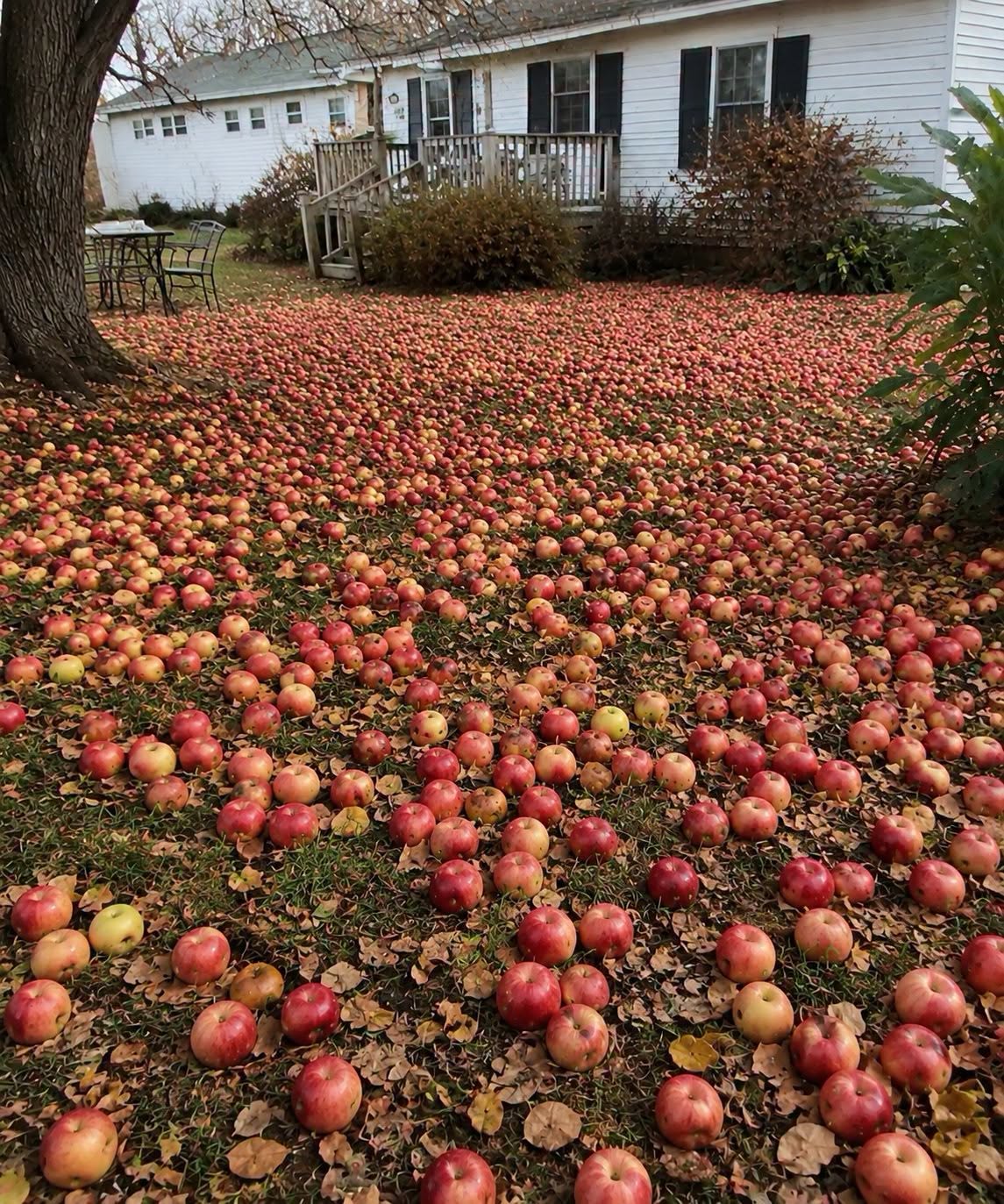 My Neighbor Wanted Me to Remove My Apple Tree — Then Something Unexpected Happened in My Yard