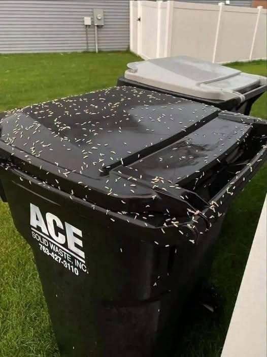 How to Get Rid of Maggots in Your Trash Can and Keep Them Away