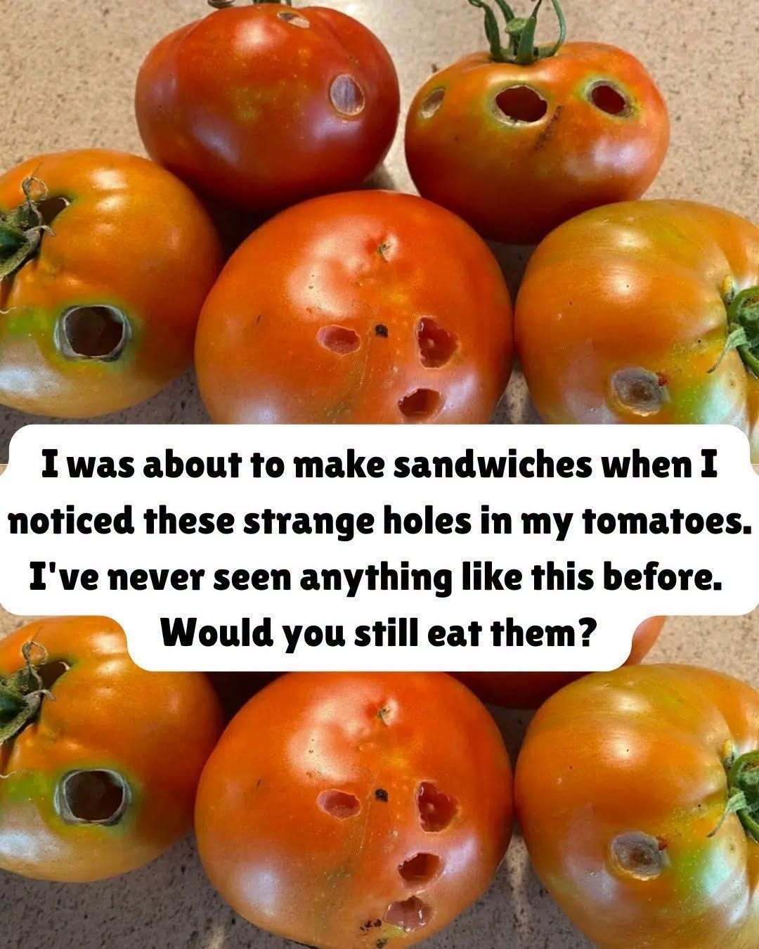 What a Hole in a Tomato Can Tell You About Your Garden