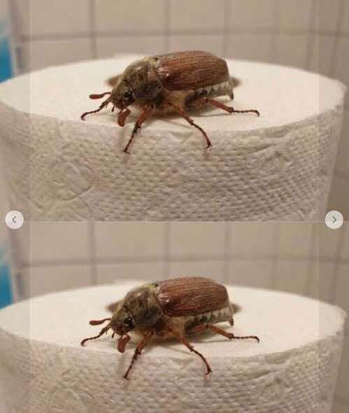Found an Unfamiliar Insect? Here’s How to Identify It Safely